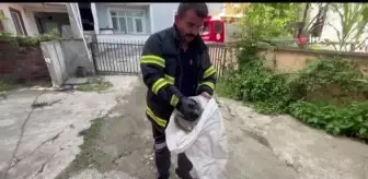 Korkutan yılan yakalanıp doğaya bırakıldı