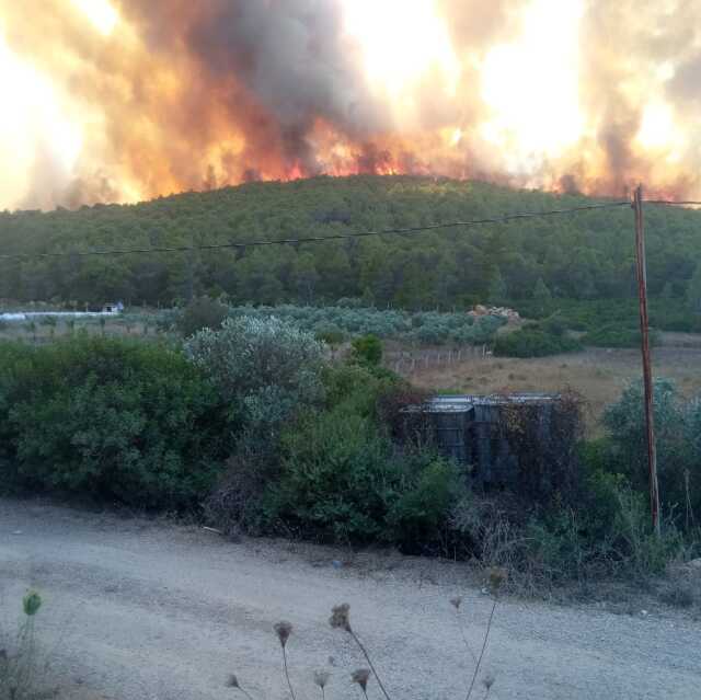Milas'ta orman yangın! Havadan ve karadan müdahale ediliyor Milas'ta orman yangın! Havadan ve karadan müdahale ediliyor