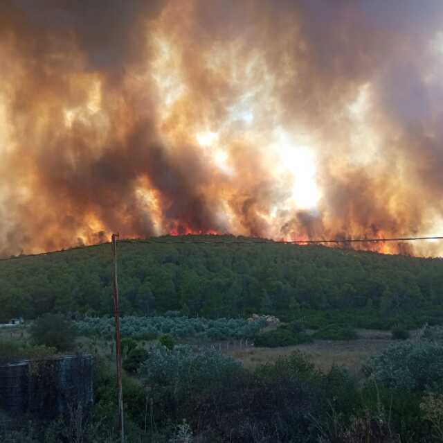Milas'ta orman yangın! Havadan ve karadan müdahale ediliyor Milas'ta orman yangın! Havadan ve karadan müdahale ediliyor