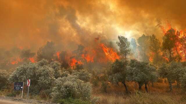 Milas'ta orman yangın! Havadan ve karadan müdahale ediliyor Milas'ta orman yangın! Havadan ve karadan müdahale ediliyor