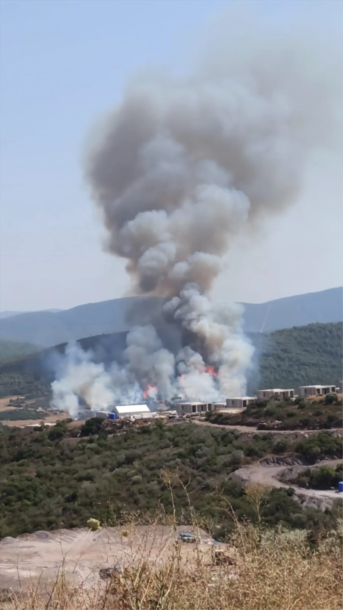 Muğla\'nın Milas ilçesinde orman yangını çıktı