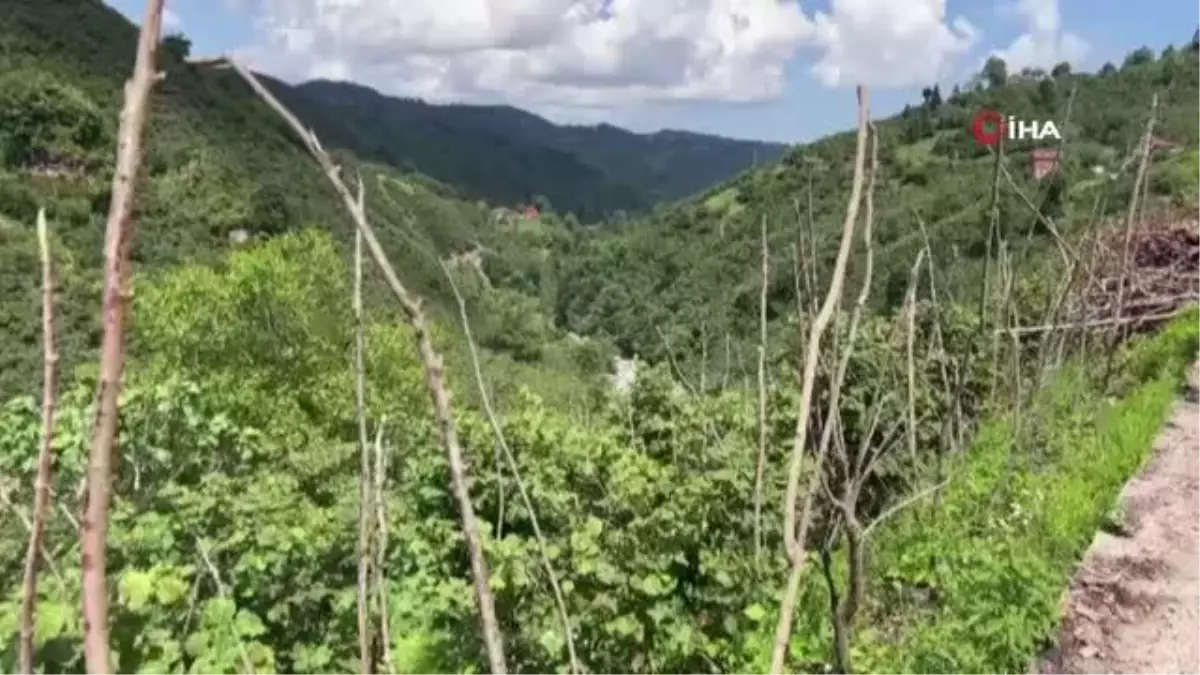 Ordu\'da kaybolan kadını arama çalışmaları sürüyor