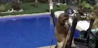 Tekirdağ'da Kaçak Yabani Hayvan Operasyonu