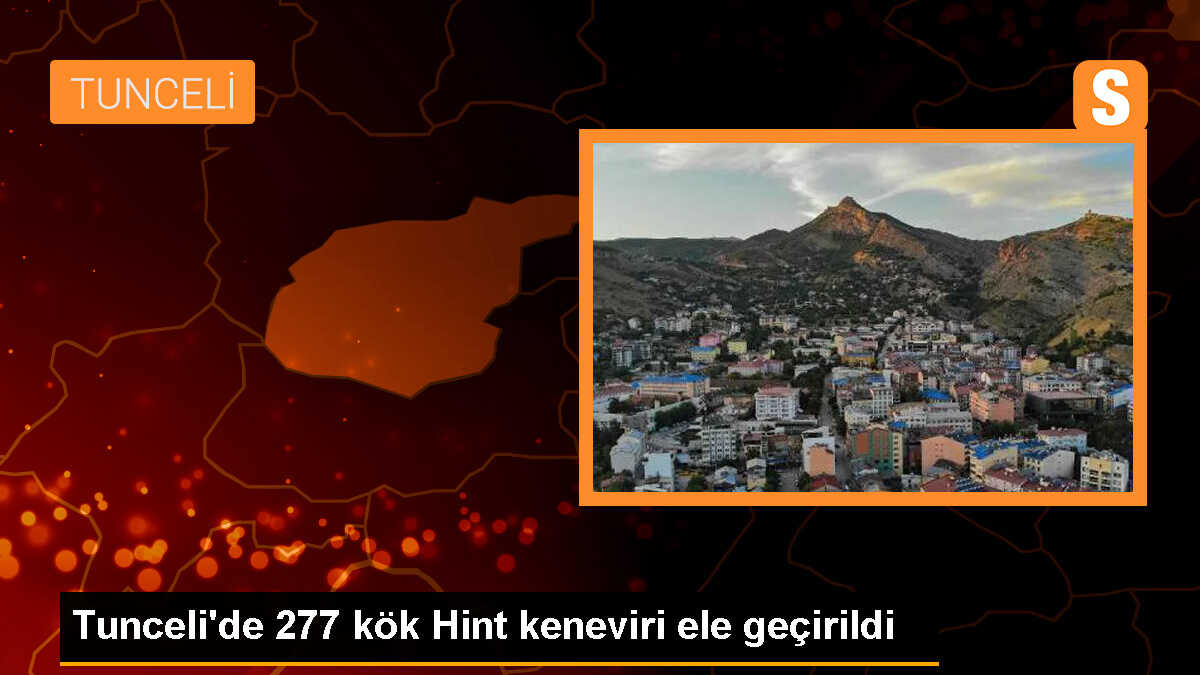 Tunceli\'de Hint keneviri operasyonu: 227 kök ele geçirildi