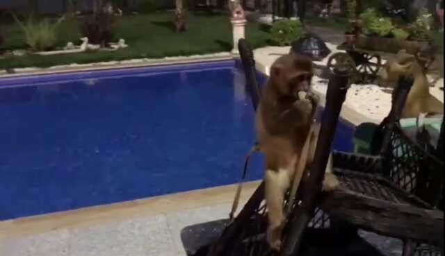 Villaya kaçakçılık operasyonu! Piton yılanı, aslan ve maymun ele geçirildi Villaya kaçakçılık operasyonu! Piton yılanı, aslan ve maymun ele geçirildi
