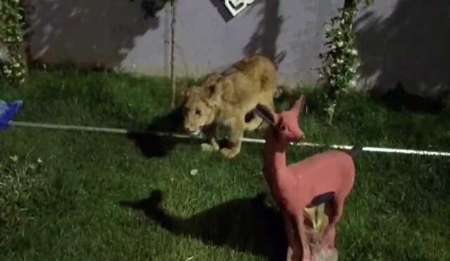 Villaya kaçakçılık operasyonu! Piton yılanı, aslan ve maymun ele geçirildi Villaya kaçakçılık operasyonu! Piton yılanı, aslan ve maymun ele geçirildi