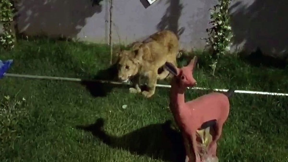 Tekirdağ'da bir villaya düzenlenen operasyonda piton yılanı, aslan ve maymun ele geçirildi