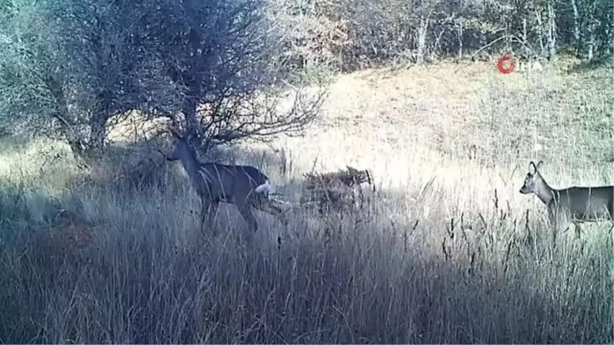 Fotokapanda Yaban Hayatının Renkli Görüntüleri