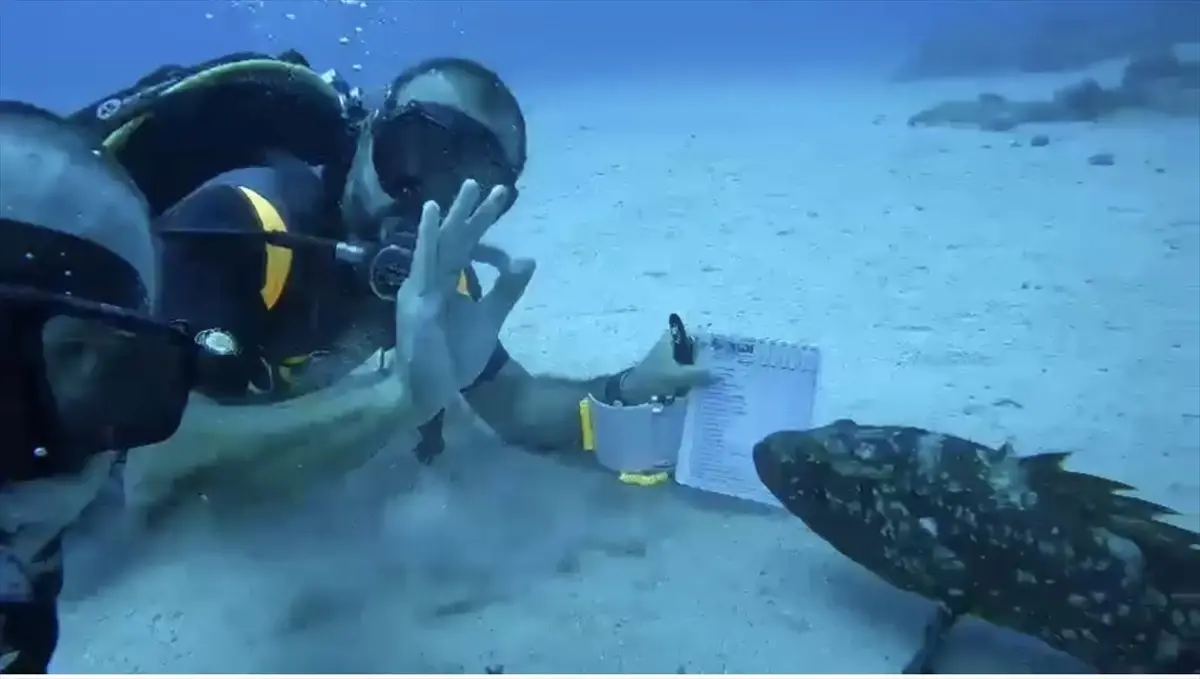 Kaş\'ta dalış eğitmeni orfoz balığına ders verdi