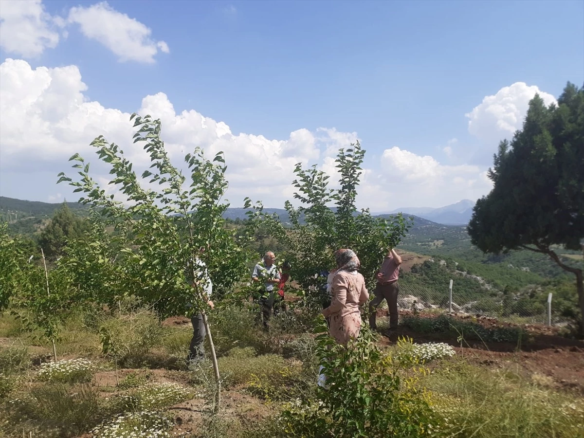 Beyşehir\'de Kadın Çiftçiler İpek Böceği Kozası Üretiyor