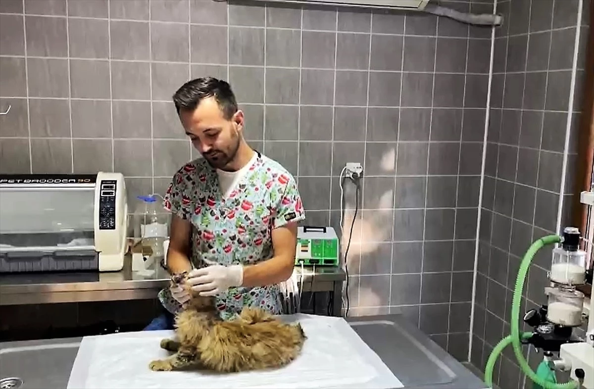Bilecik\'te yaralı kedi hayvan hastanesinde ameliyat edildi