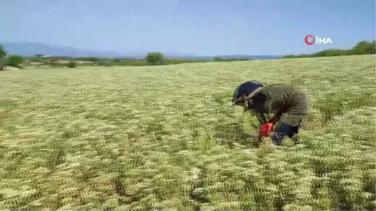 Denizli Kekiğinde Hasat Zamanı