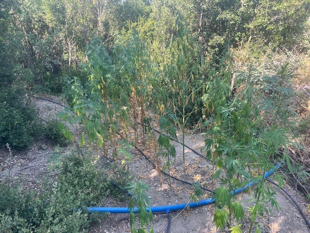Manisa\'da Uyuşturucu Operasyonu: 612 Kök Hint Keneviri ve 115 Gram Kubar Esrar Ele Geçirildi