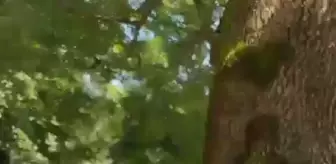 Düzce'de selde mahsur kalan kedi botla kurtarıldı