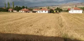 Tahıl ambarında arpa hasadı başladı