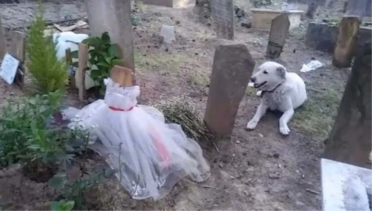 Ölü bulunan genç kızın köpeği mezarının başında bekliyor