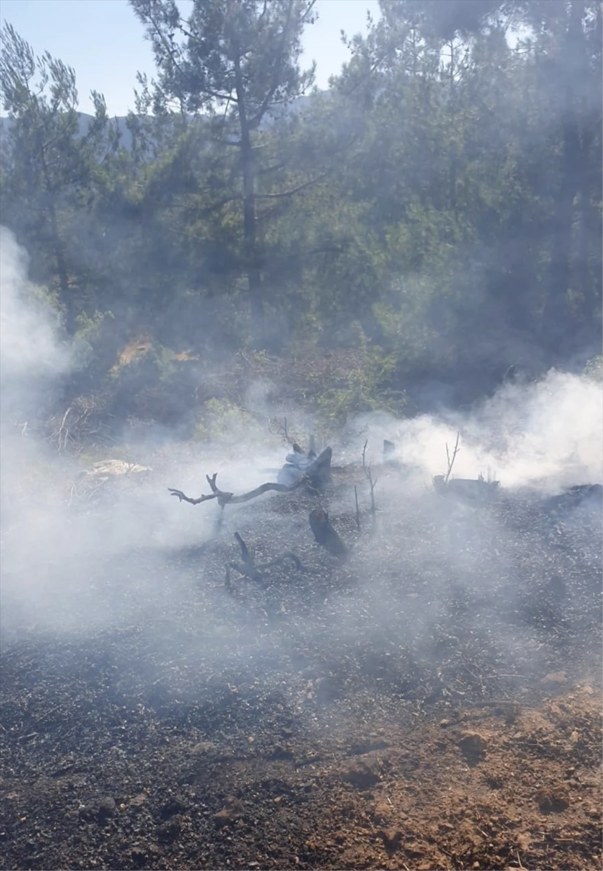 Adana\'da çıkan orman yangını kontrol altına alındı