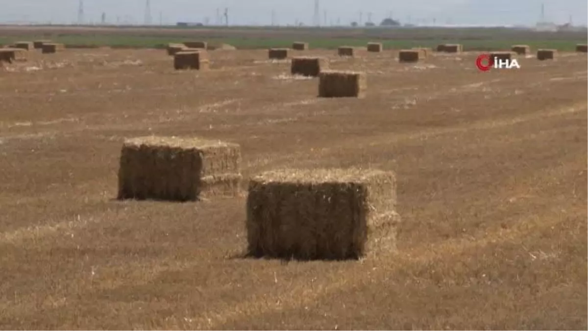 Anız Yakımı Toprağın Çoraklaşmasına ve Verimsizleşmesine Neden Oluyor
