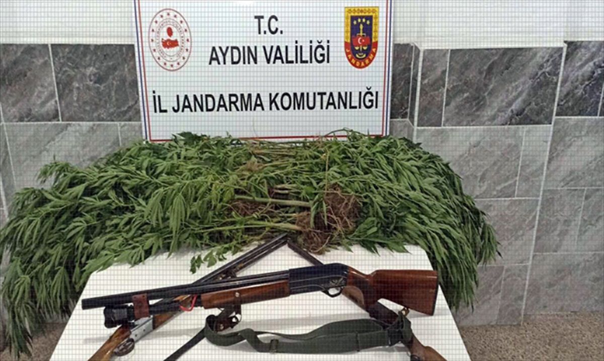 Aydın\'da 73 kök Hint keneviri ele geçirildi