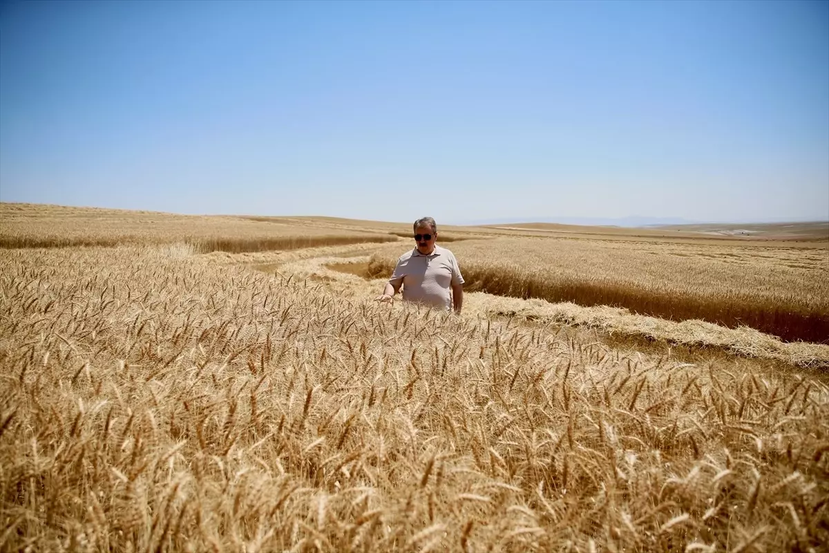 BBP Genel Başkanı Mustafa Destici: Bu yıl verim çok yüksek