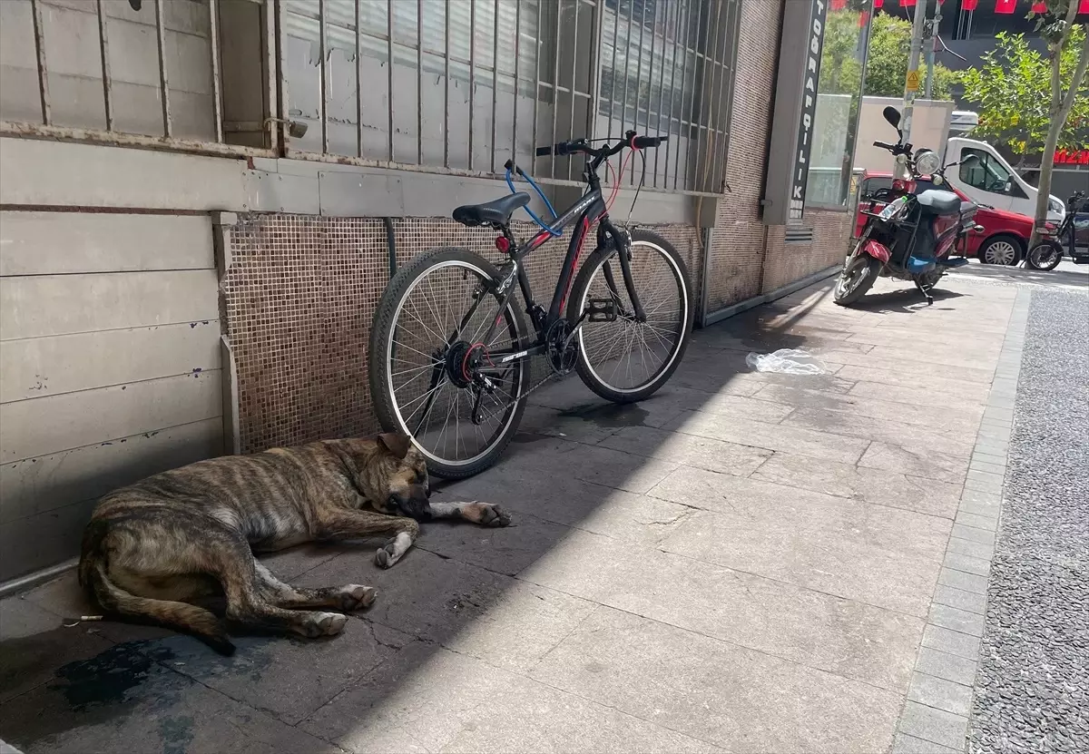 İzmir, Aydın ve Manisa\'da Sıcaklık Rekor Seviyelere Ulaştı