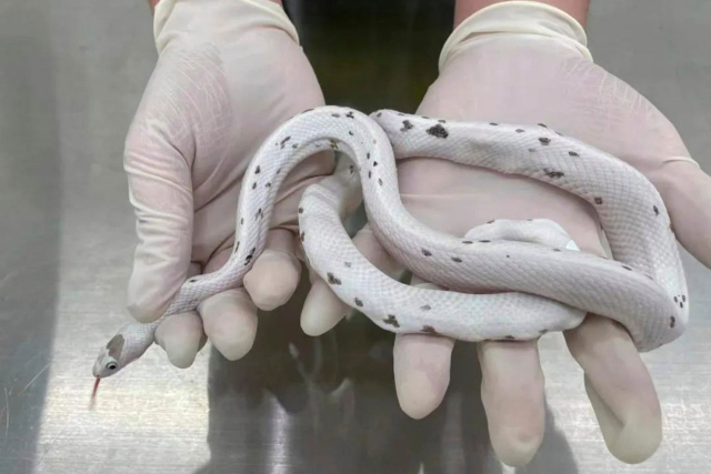Güvenlik görevlilerin vücut şeklinden şüphelendiği kadının iç çamaşırından 5 adet yılan çıktı
