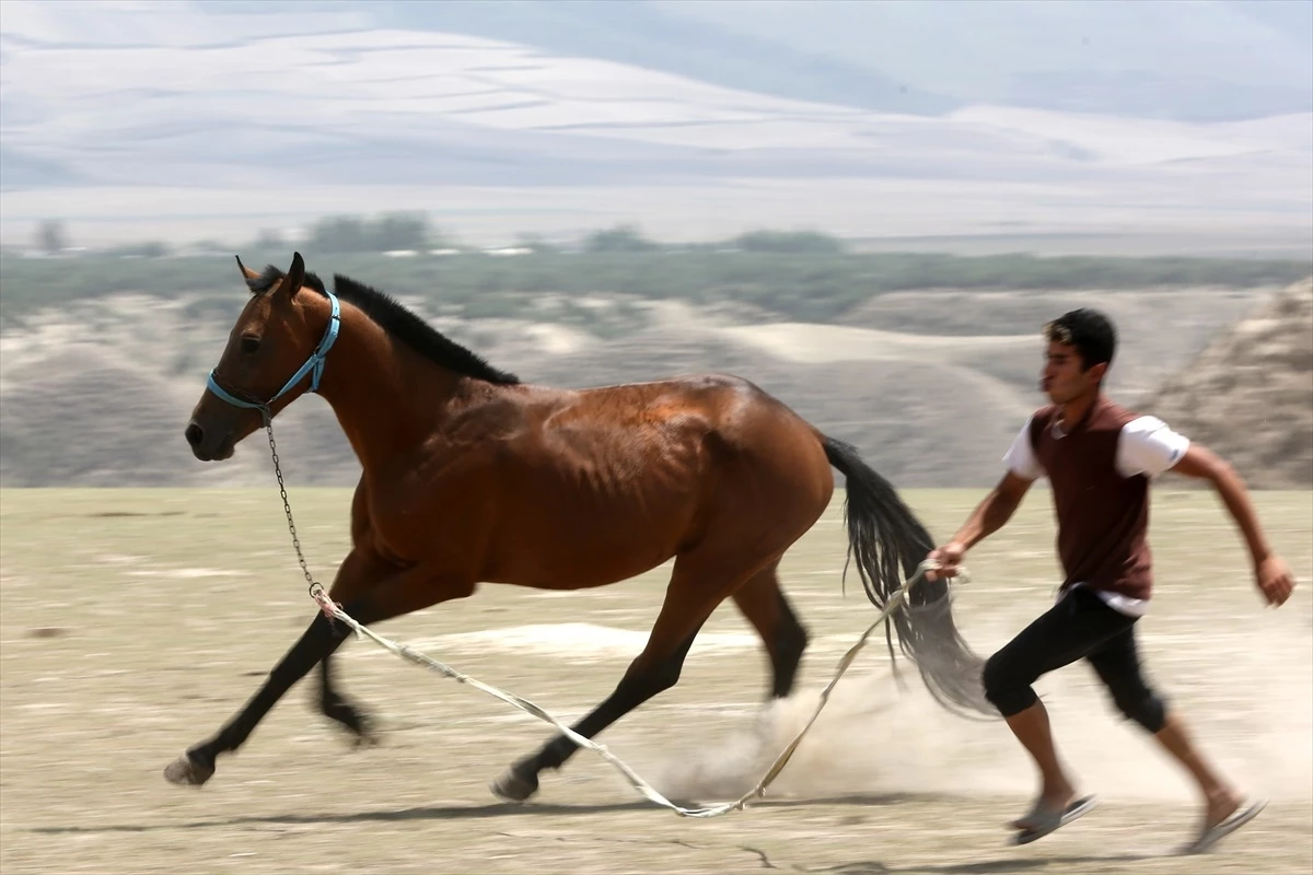 İran\'da yetiştirilen Türkmen atları 500 bin lirayı geçen fiyatlarla alıcı buluyor