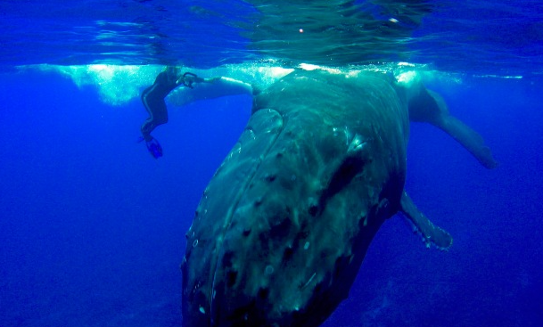 Köpek balığını fark edemeyen kadın dalgıcı, balina yaptığı hamle ile kurtardı