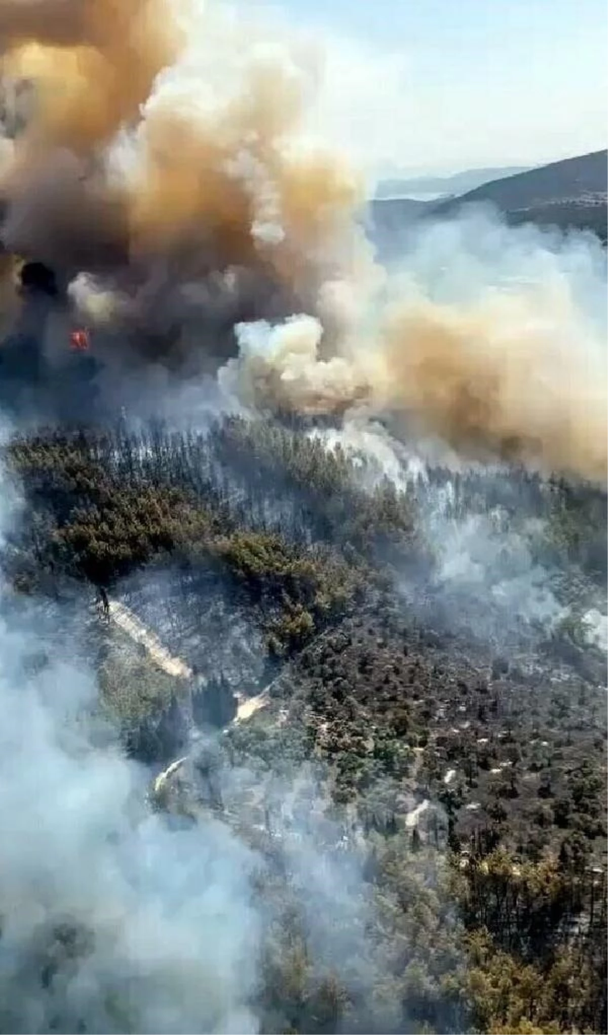 Milas\'ta makilik yangını, ormana sıçradı (4)