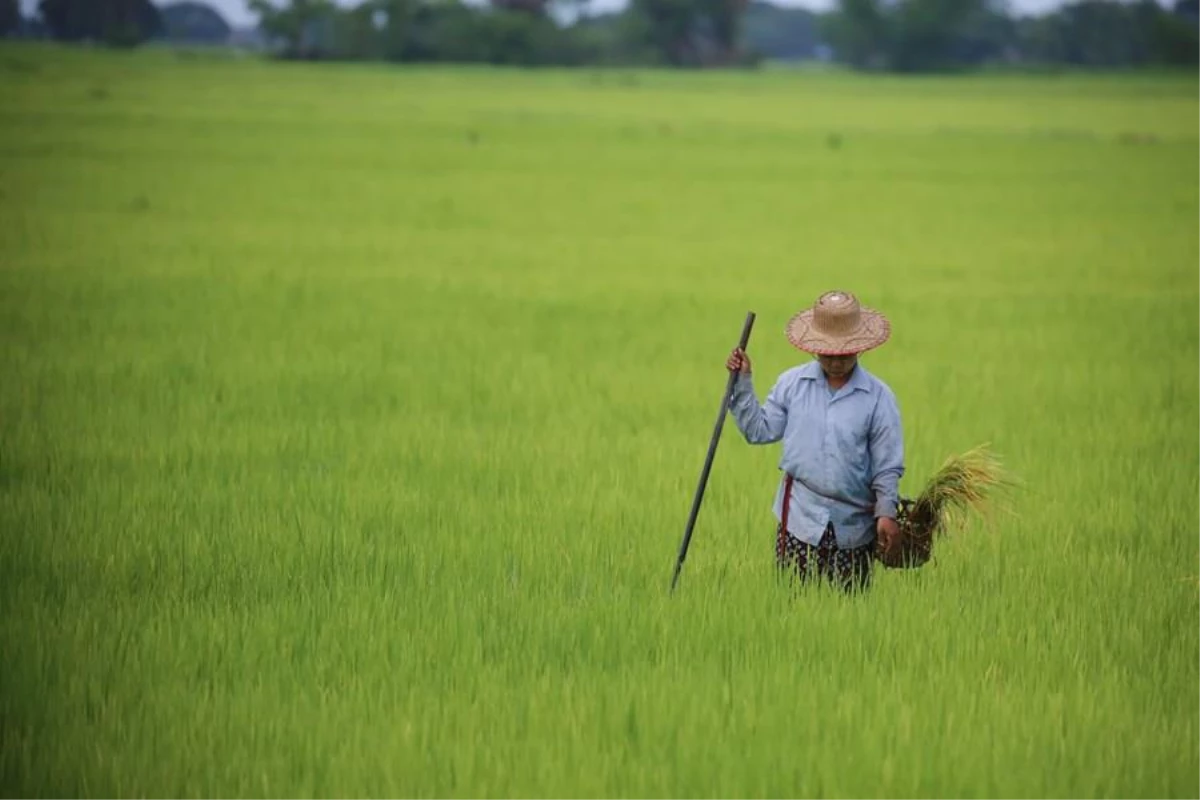 Myanmarlı Çiftçiler Çeltik Hasadından Umutlu