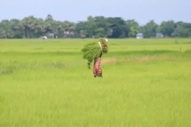 Myanmarlı Çiftçiler Çeltik Hasadından Umutlu