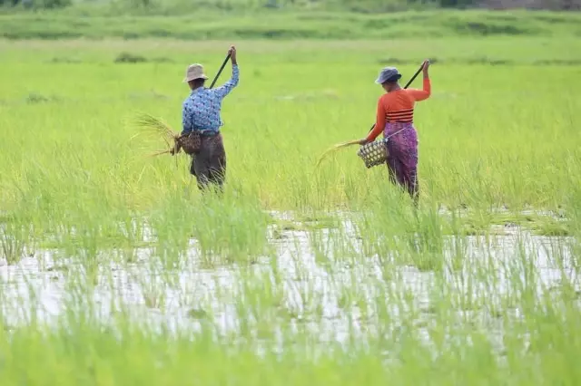 Myanmarlı Çiftçiler Çeltik Hasadından Umutlu