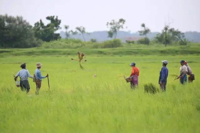 Myanmarlı Çiftçiler Çeltik Hasadından Umutlu