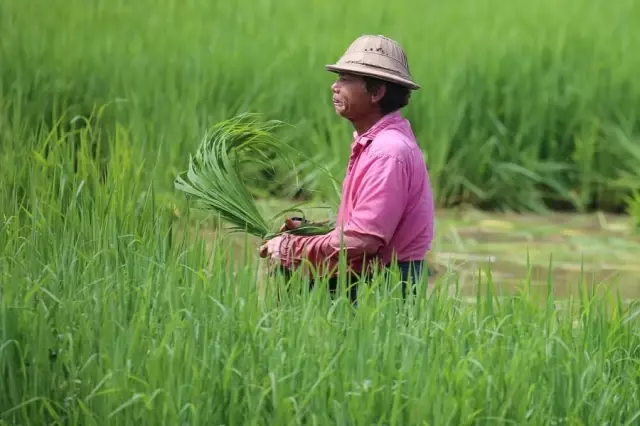 Myanmarlı Çiftçiler Çeltik Hasadından Umutlu