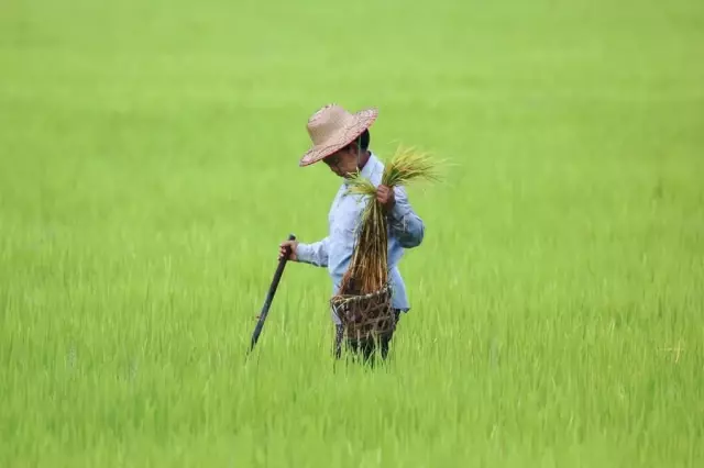 Myanmarlı Çiftçiler Çeltik Hasadından Umutlu