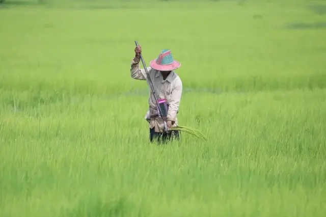 Myanmarlı Çiftçiler Çeltik Hasadından Umutlu