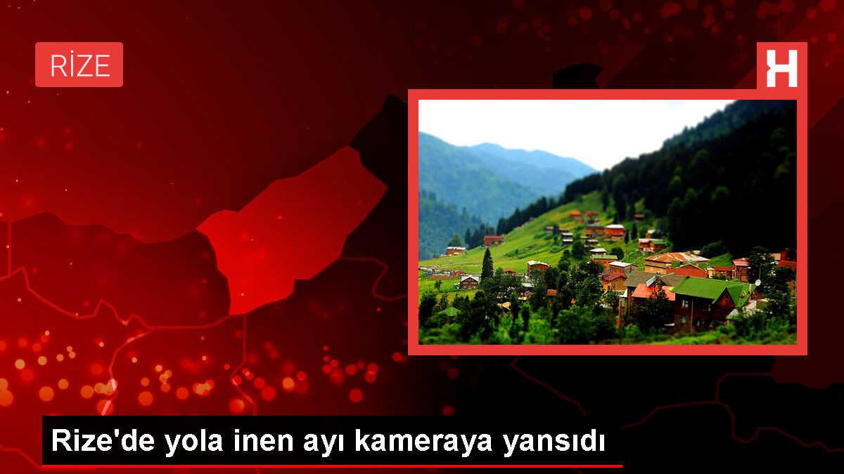 Rize'de yola inen ayı görüntülendi