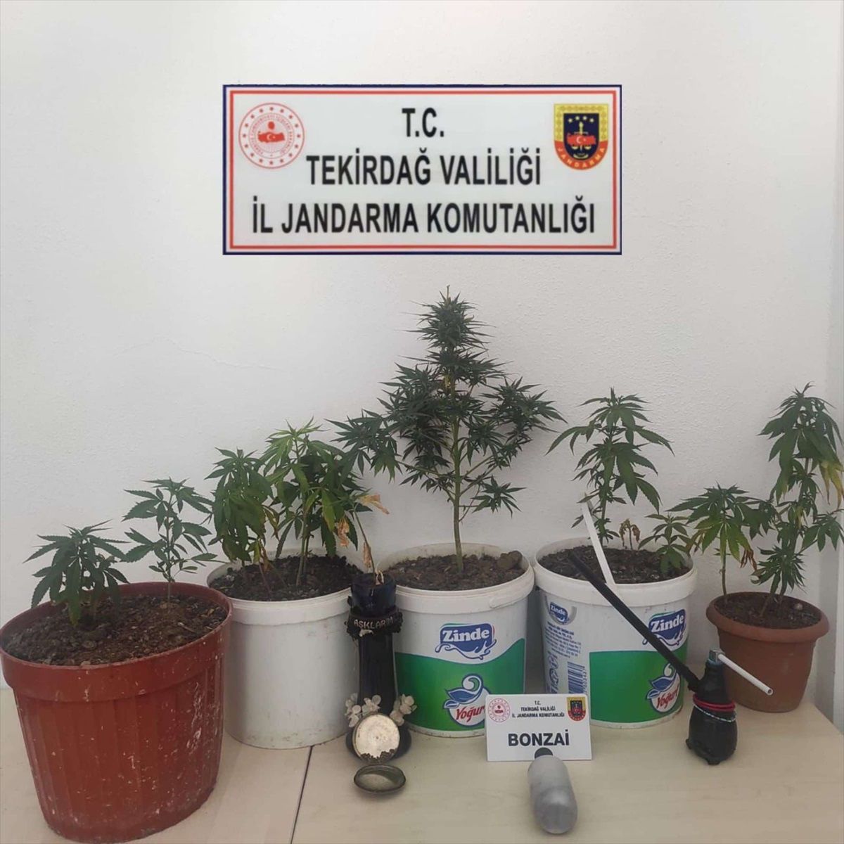 Tekirdağ\'da Evlerde Kenevir Yetiştiren 2 Zanlı Yakalandı