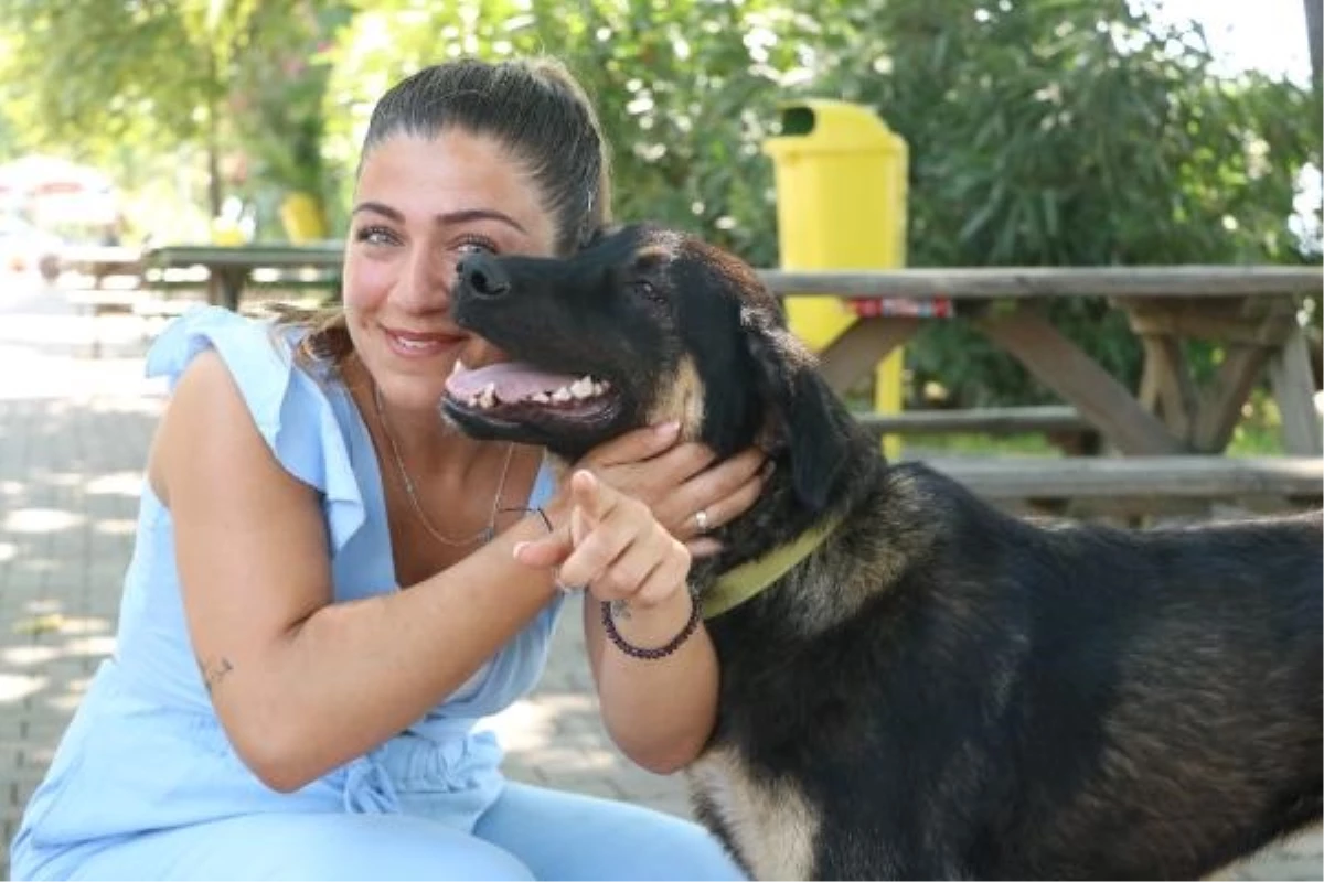 Zonguldak\'tan Almanya\'ya Sahiplendirilen Sokak Köpeği Zeytin