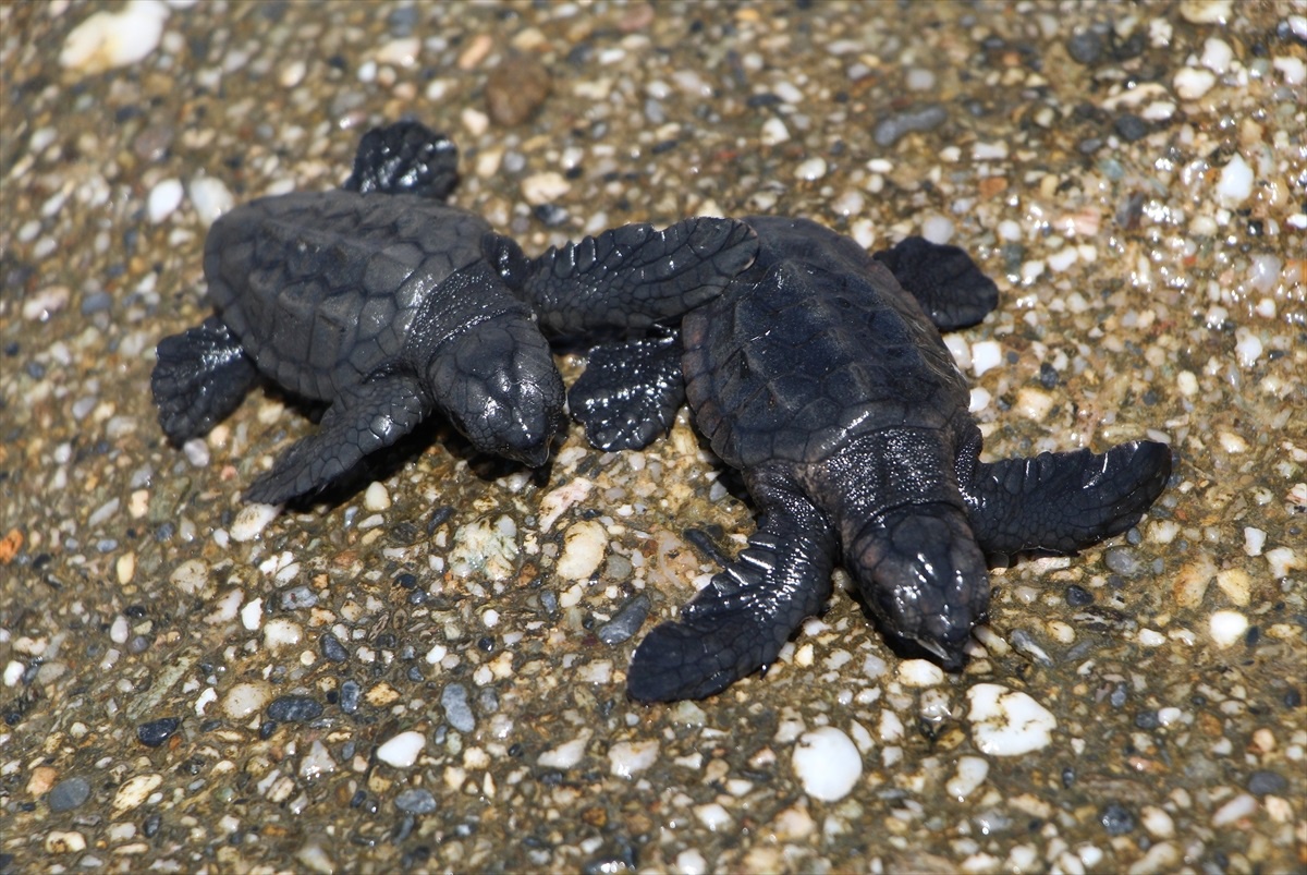 Alanya\'da kedinin saldırısına uğrayan caretta caretta yavruları denize ulaştırıldı