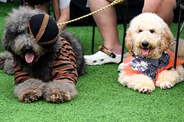 Endonezya'da Sevimli Köpekler İçin Düğün Töreni Düzenlendi