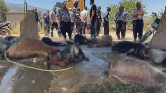 Hatay'da feci olay: 77 küçükbaş hayvan telef oldu