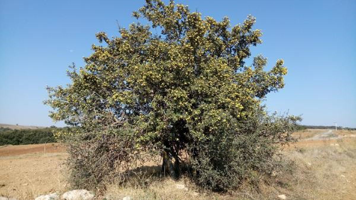 Çevre Bakanlığı, alıç ağaçlarının genetik kaynaklarını koruma altına alıyor