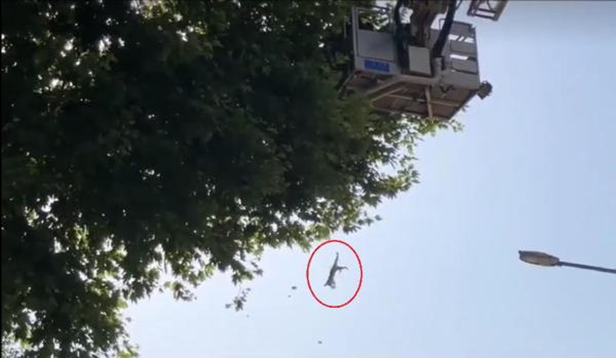 İnegöl\'de mahsur kalan kedi itfaiye ekiplerinden kaçtı