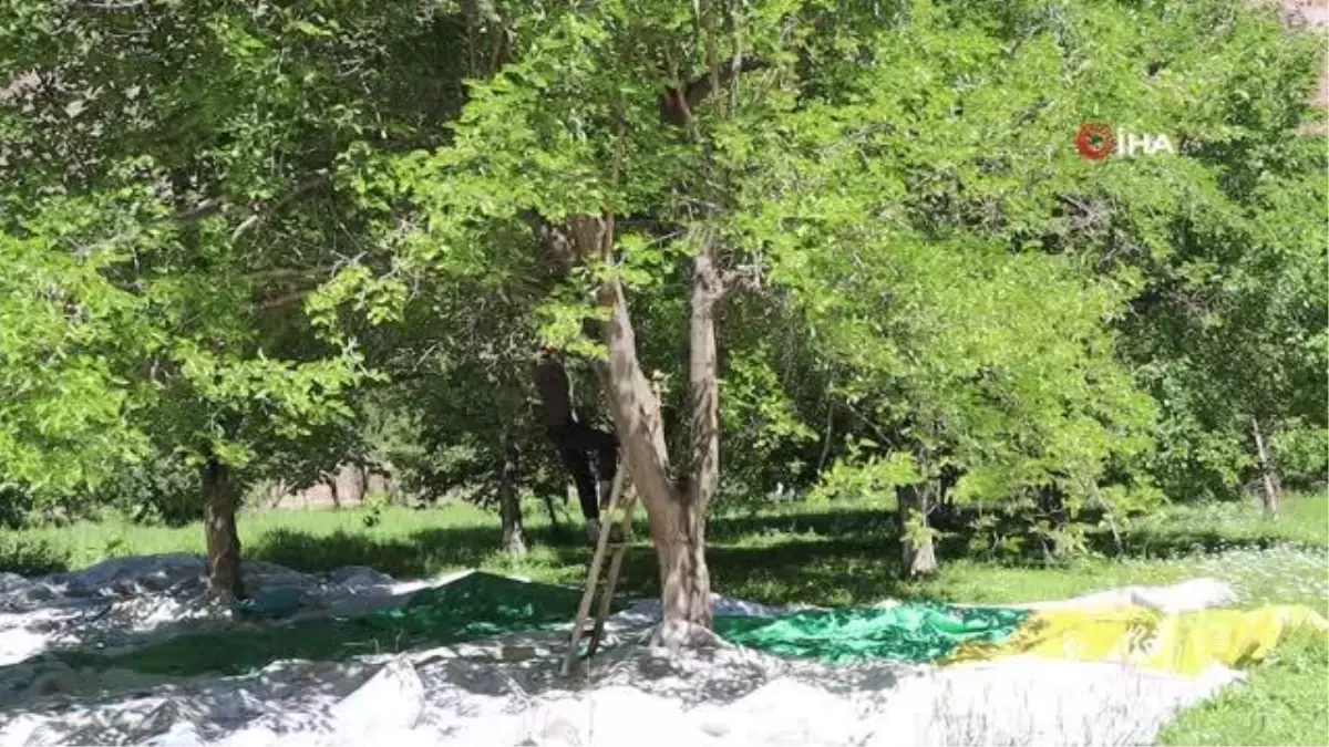 Karnavas dut pestili çarşaflara serildi