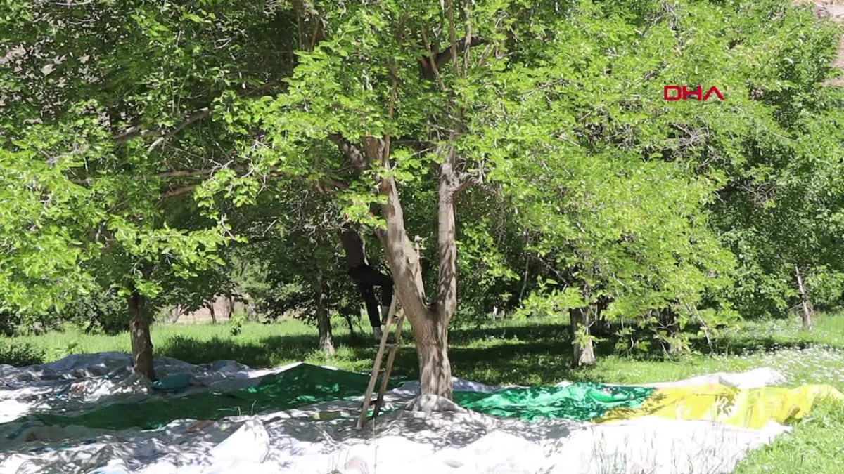 Erzurum\'un Olur ilçesinde pestil üretimi başladı