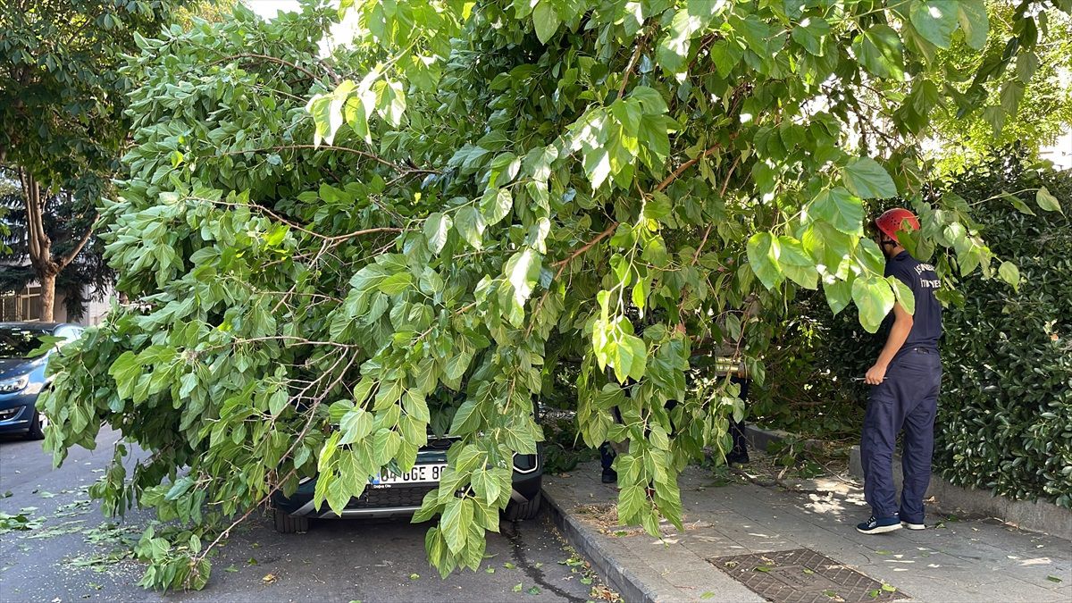 Beşiktaş\'ta park halindeki otomobilin üzerine ağaç dalı devrildi