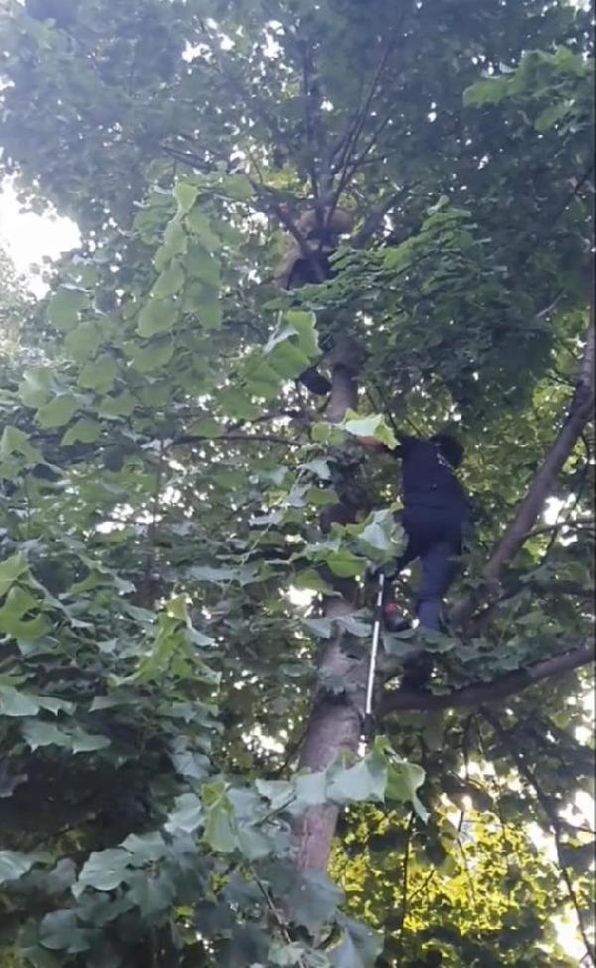 Beyoğlu\'nda Mahsur Kalan Kedi İtfaiye Ekipleri Tarafından Kurtarıldı