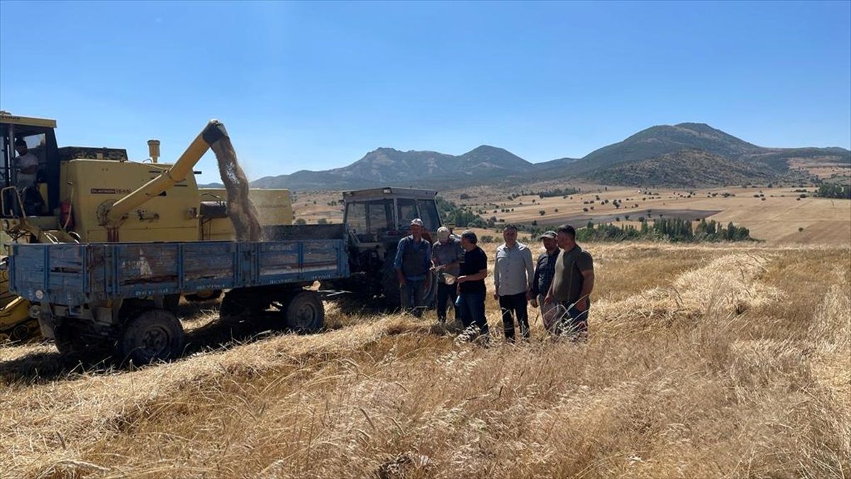 Beyşehir\'de Biçerdöverler Dane Kaybına Karşı Kontrol Ediliyor