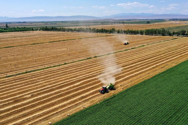 Çin'in Kuzeybatısındaki Xinjiang Bölgesinde Yaz Hasadı Devam Ediyor